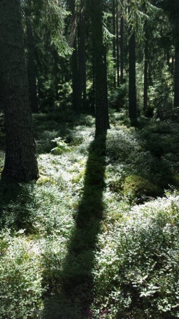 地域の人が大切に管理しているダーラナの森