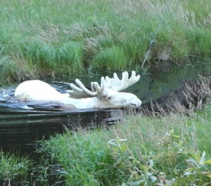 北欧現地ニュース